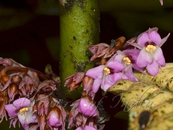 Nirijuli Rhynchotechum